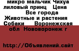 микро мальчик Чихуа лиловый принц › Цена ­ 90 - Все города Животные и растения » Собаки   . Воронежская обл.,Нововоронеж г.